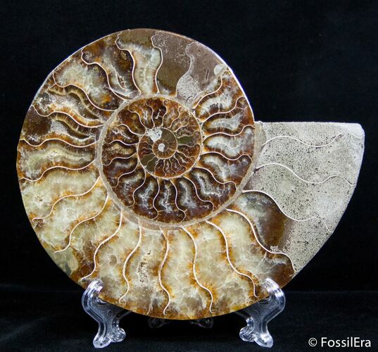 Inch Split Ammonite (Half) #2617
